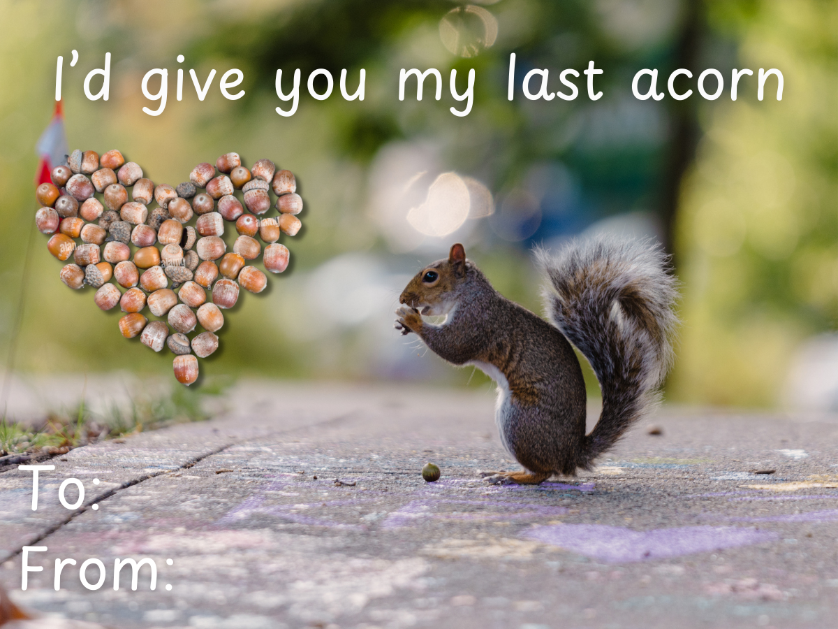 I'd give you my last acorn