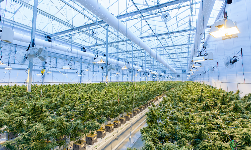 Interior of a Cannabis Greenhouse.
