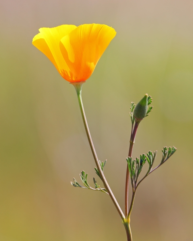 california poppy plant