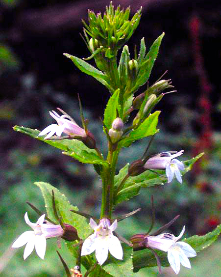indian tobacco plant
