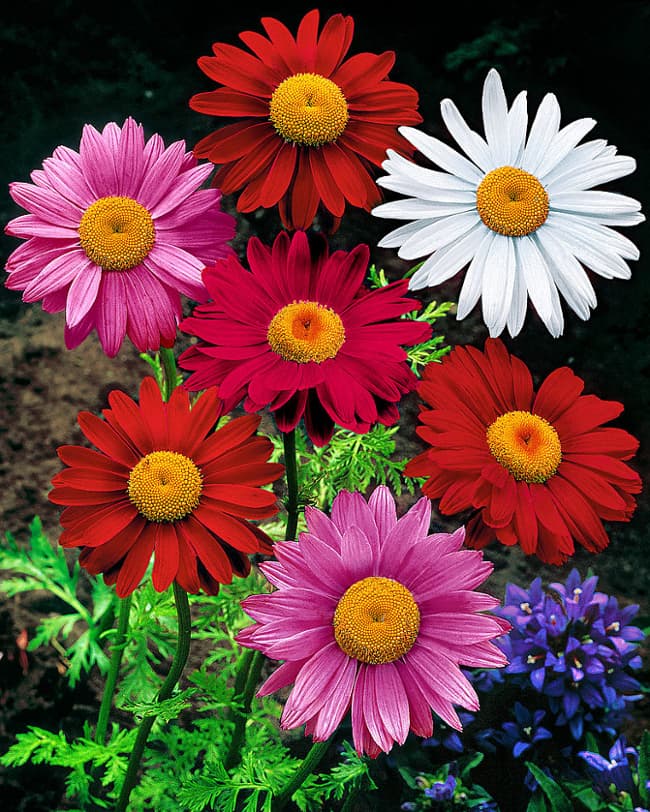painted daisy flowers