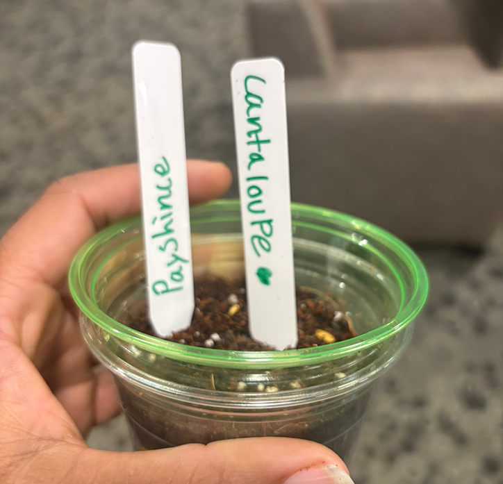 Roots of Wellness