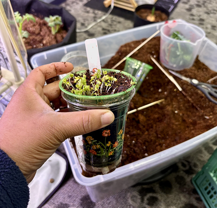 Roots of Wellness