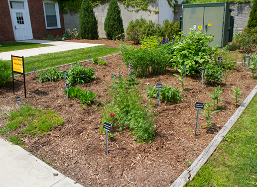 Native Medicinal Garden