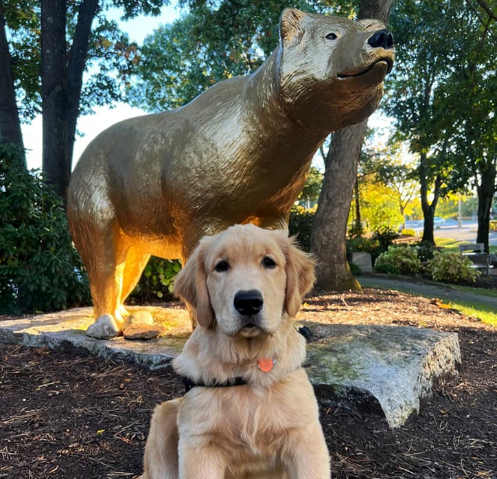 Bear in front of the Golden Bear 